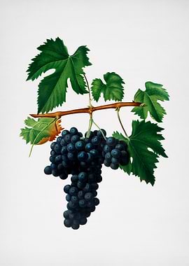 Vintage Lacrima Grapes Art