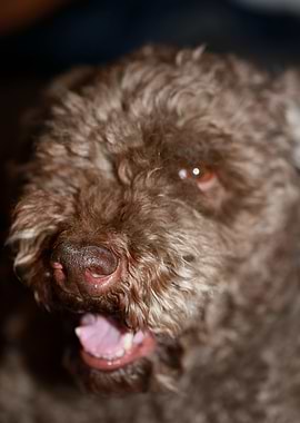 Dog nose lagotto romagnolo