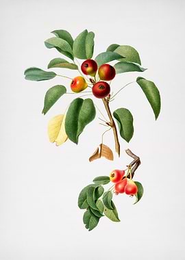 Vintage Musky Pear Fruit