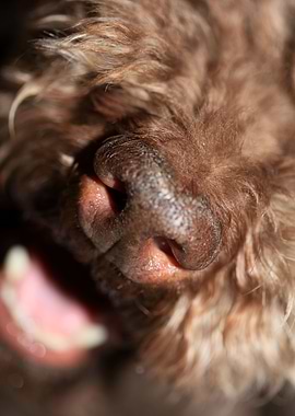 Dog nose lagotto romagnolo