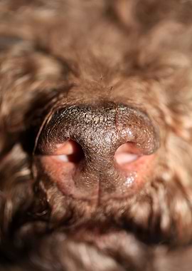 Dog nose lagotto romagnolo