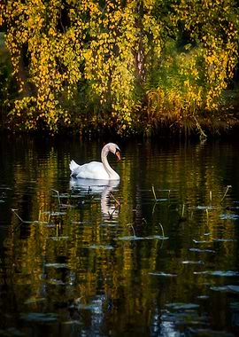 Swan in Autumn Lake