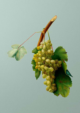 Vintage Grape Vine Fruit