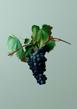 Vintage Grape Vine Fruit