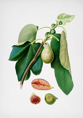 Vintage Monaco Fig Fruit