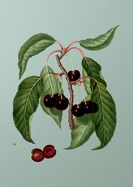 Vintage Hard Flesh Cherry