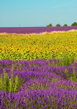sunflower and lavender