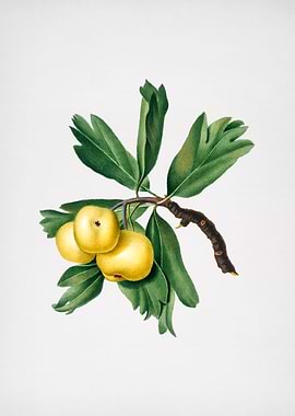 Vintage Hawthorne Fruit