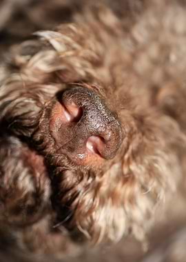 Dog nose lagotto romagnolo