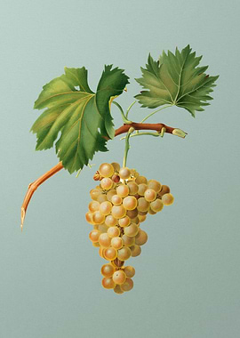 Vintage Grape Vine Fruits