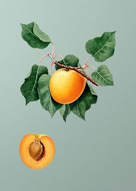 Vintage German Apricot Art