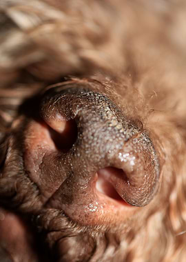 Dog nose lagotto romagnolo