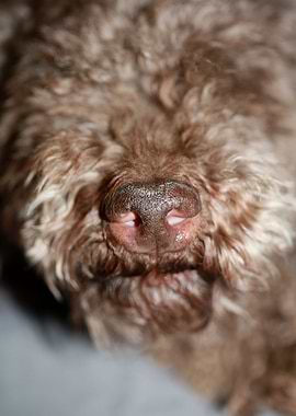 Dog nose lagotto romagnolo