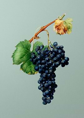 Vintage Grape Spanna Fruit