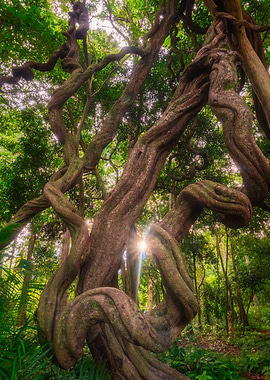 The Jewellery of Nature