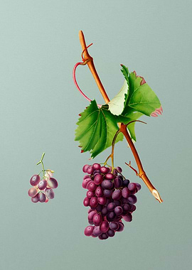 Vintage Grape Barbarossa