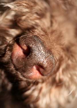 Dog nose lagotto romagnolo