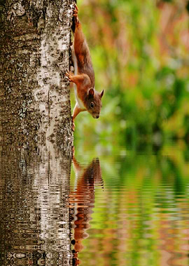 mirror water squirrel