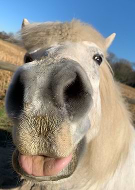 Horse closeup