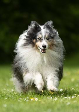 Sheltie in motion