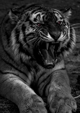 wild angry tiger face
