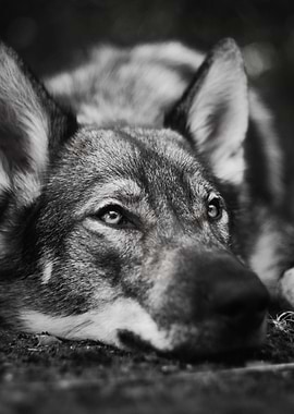 cute wolf face poster