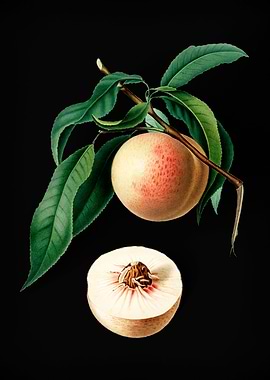 Vintage Peaches Fruits Art