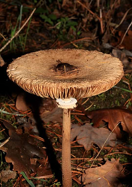 Winter mushrooms on nature