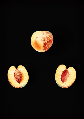 Vintage Nectarine Fruits