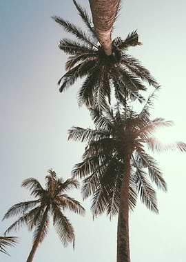 Palm Trees