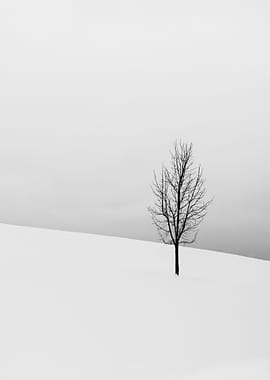 Tree in the snow