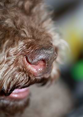 Lagotto romagnolo dog face