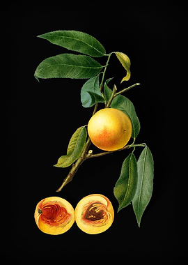 Vintage Peaches Fruits Art