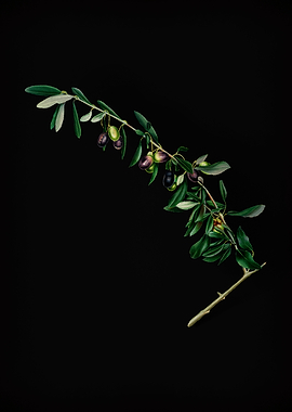 Vintage Olives Fruit Art