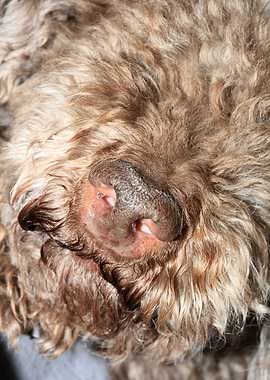 Lagotto romagnolo dog face