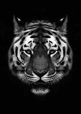 tiger head black white