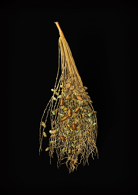 Vintage Spadice of Palm