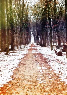 Snowy path