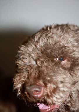 Lagotto romagnolo dog face