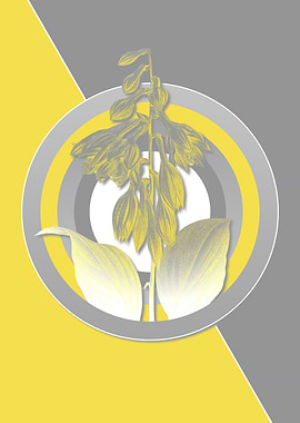 Blue Daylily Yellow Gray