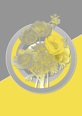 Anemone Flowers Yellow