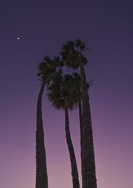 Tall Palm Shadows