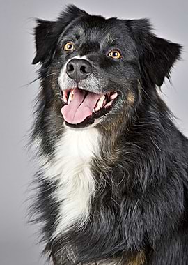 Cute Border Collie