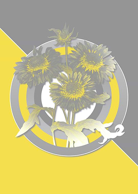 Blanket Flowers Yellow