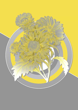 China Aster Yellow Gray
