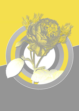 Roses Yellow and Gray