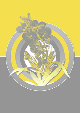 Cheiranthus Flower Gray