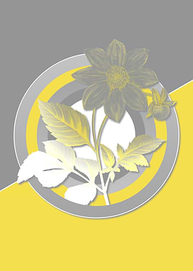 Gray and Yellow Dahlia