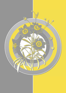 Gray and Yellow Calliopsis