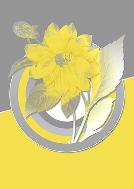 Gray and Yellow Dahlias